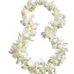 Single white orchid lei